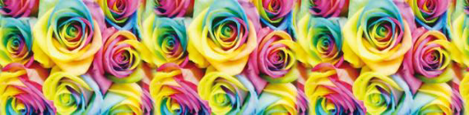1" Rainbow Roses FOE - Retail