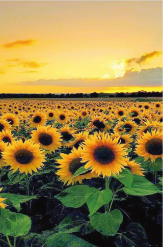 Sunflower Patch Single Panel - Retail