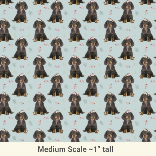 Dachshund Puppy - Preorder
