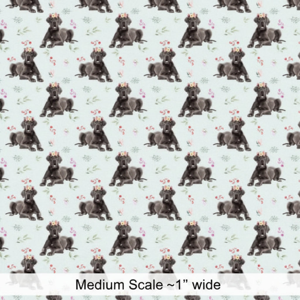 Black Labrador Puppy - Preorder