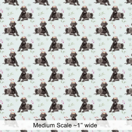 Black Labrador Puppy - Preorder
