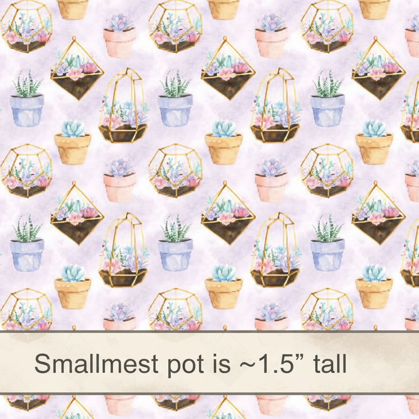 Succulent Plants - Retail