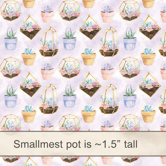Succulent Plants - Retail