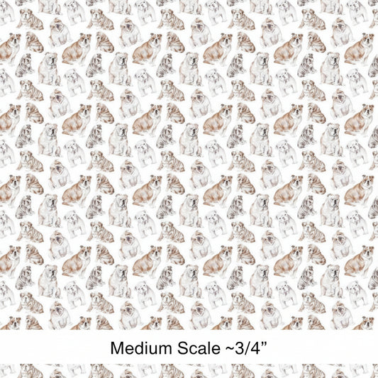 American Bulldog - Preorder